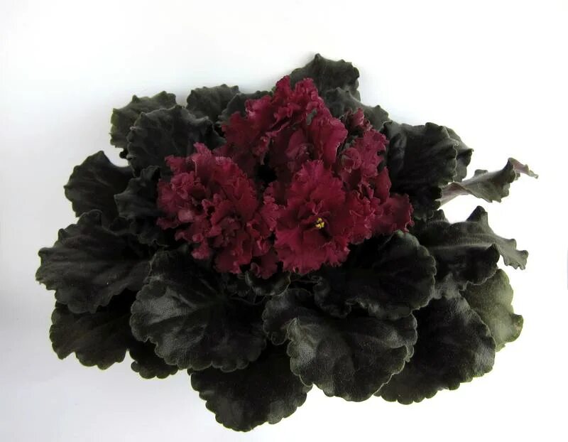 ле-огненный цветок е. ле-огненный цветок е. фиалка огненные мотыльки морев. огненная фиалка. фиалка ле огненный цветок.