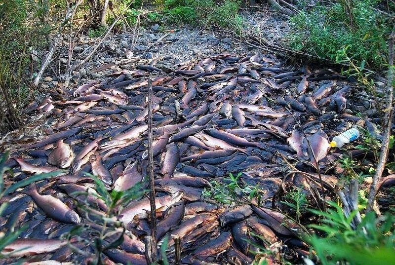 Юбраконьертво лососёвых рыб на Сахалине. Нерест горбуши на Сахалине. Горбуша миграция Сахалин. Нерест лосося на Сахалине. Умирает после нереста