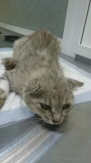 Умирает кот хпн
