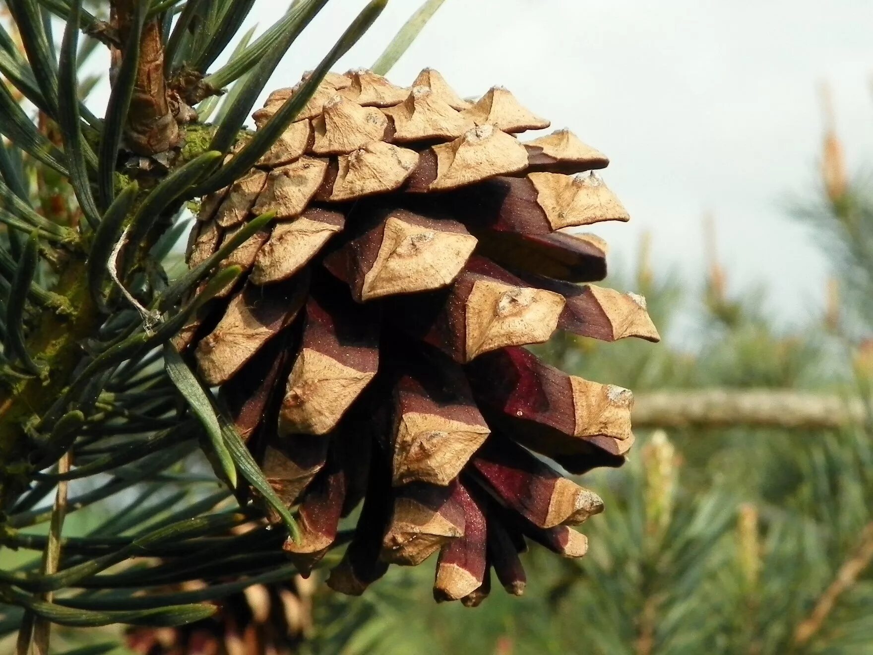 Pinus Sylvestris шишка. Pinus pinea шишка. Pinus Sylvestris шишки. Ель Веймутова шишка.