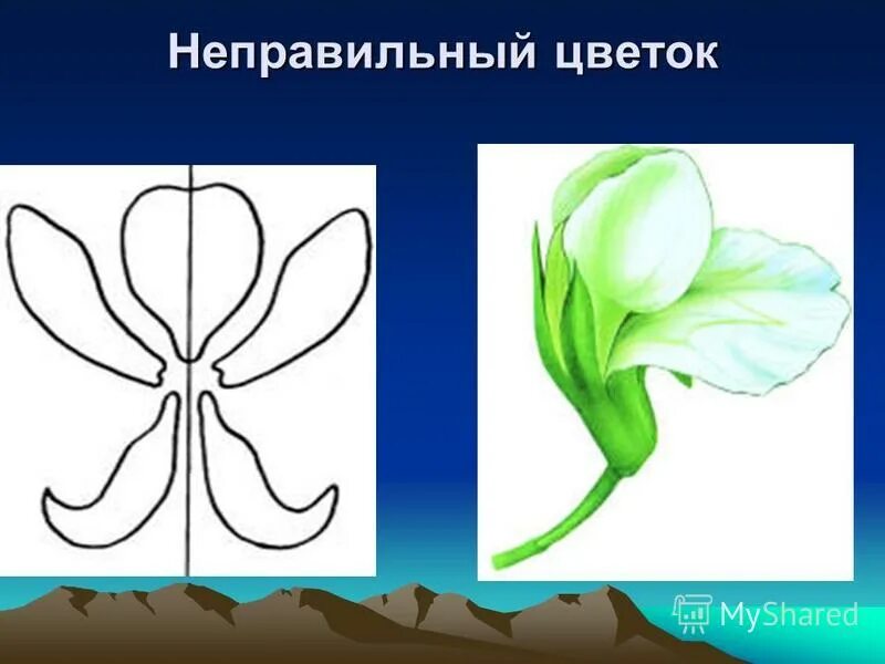 Правильный или неправильный цветок. Цветок неправильной формы. Строение цветка яблони биология 6 класс схема. Неправильный цветок это в биологии. Строение неправильного цветка.