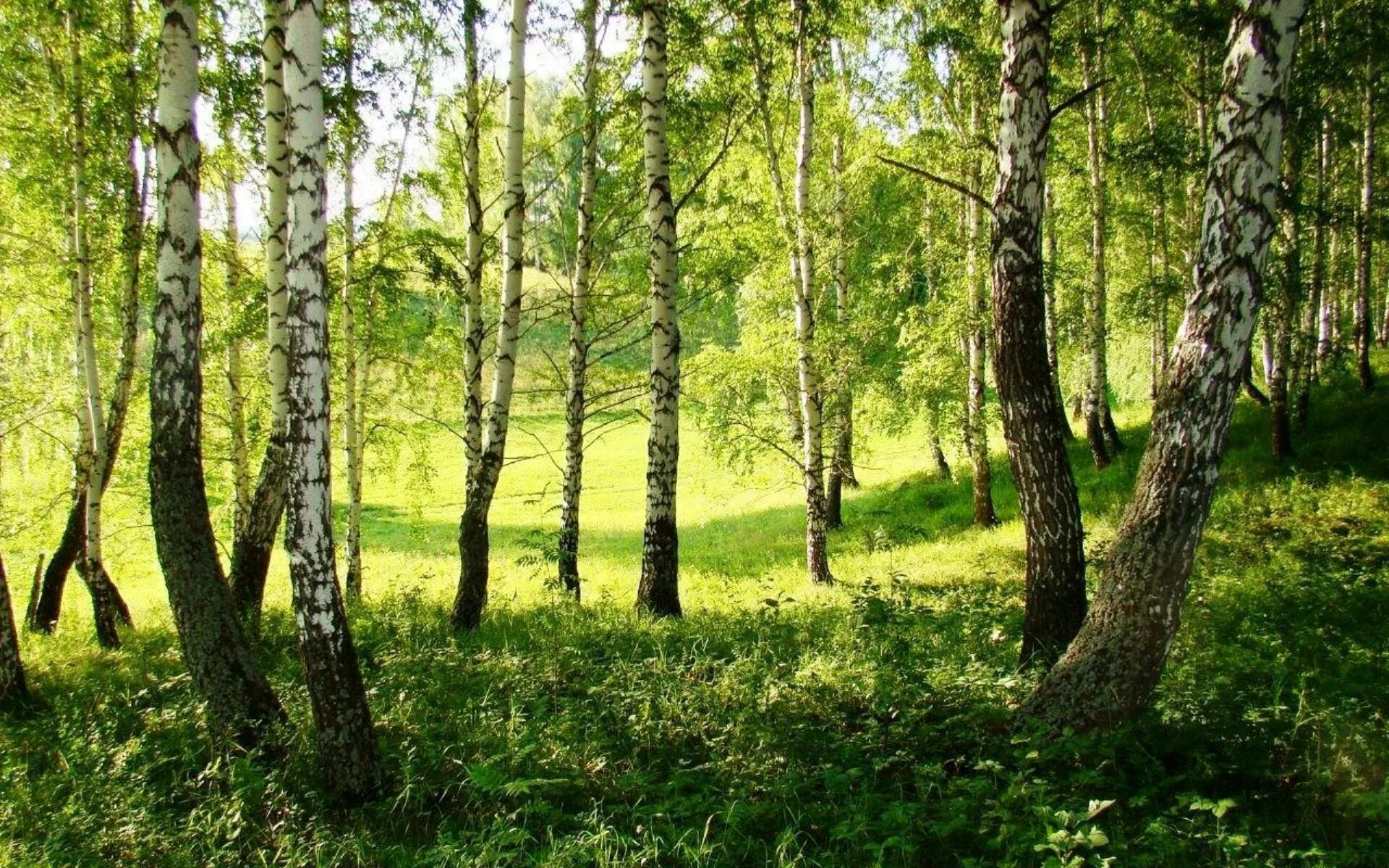 Вологая. Летом в лесу. Летний лес. Березовый лес. Фон летнего леса.