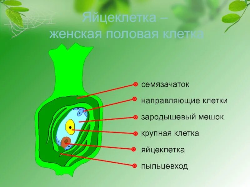 Орган растений развивающийся из семязачатка. Семязачаток покрытосеменных растений. Семяпочка покрытосеменных растений. Семязачаток цветковых. Семязачатки цветковых растений расположены в.