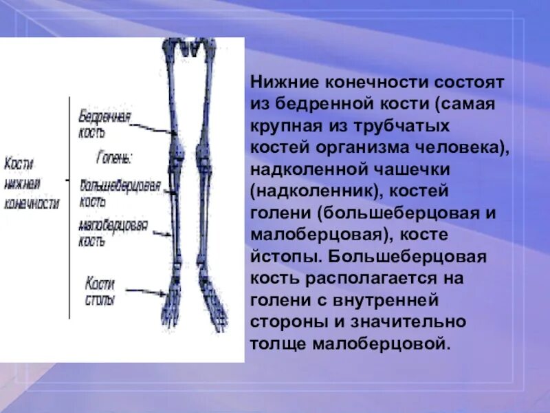 Нижние конечности являются. Трубчатые кости нижних конечностей. Трубчатая кость нижней конечности. Нижняя конечность состоит из. Кости нижних конечностей состоят из.