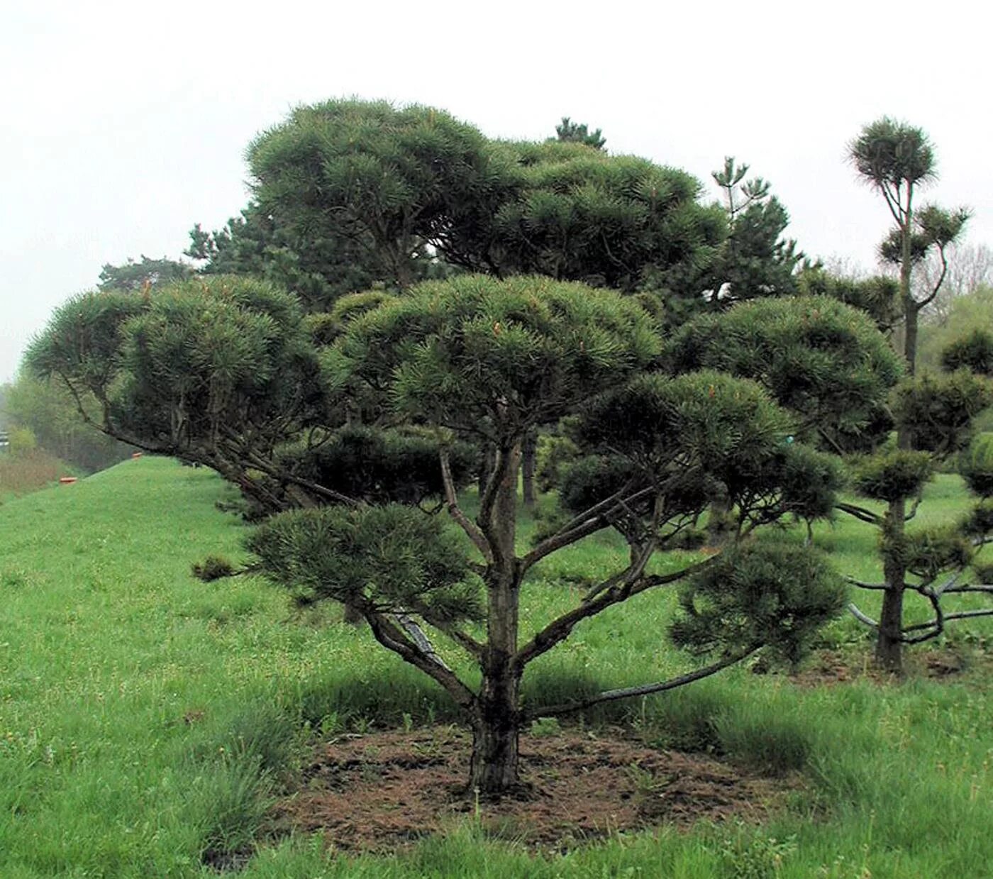Орегон Грин сосна ниваки. Pinus nigra ниваки. Сосна черная Нигра ниваки. Сосна черная Австрийская ниваки.