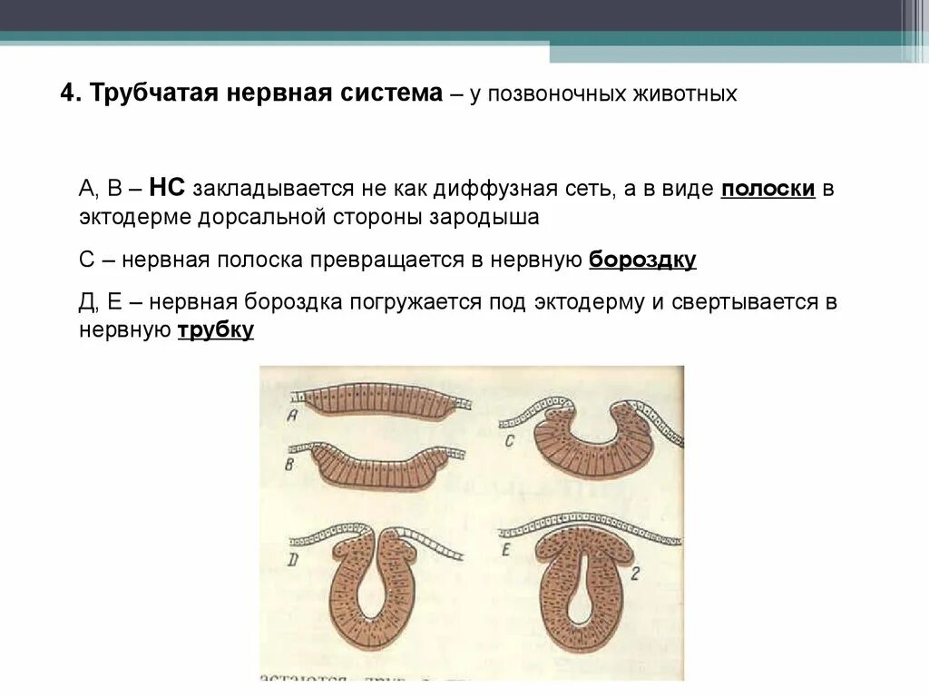 Трубчатую нервную систему имеет