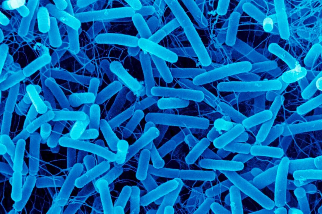 Bacillus subtilis (сенная палочка). Сенная палочка размножение. Свежескошенное сено. Как сделать настой коровяки. Получение культуры сенной палочки.