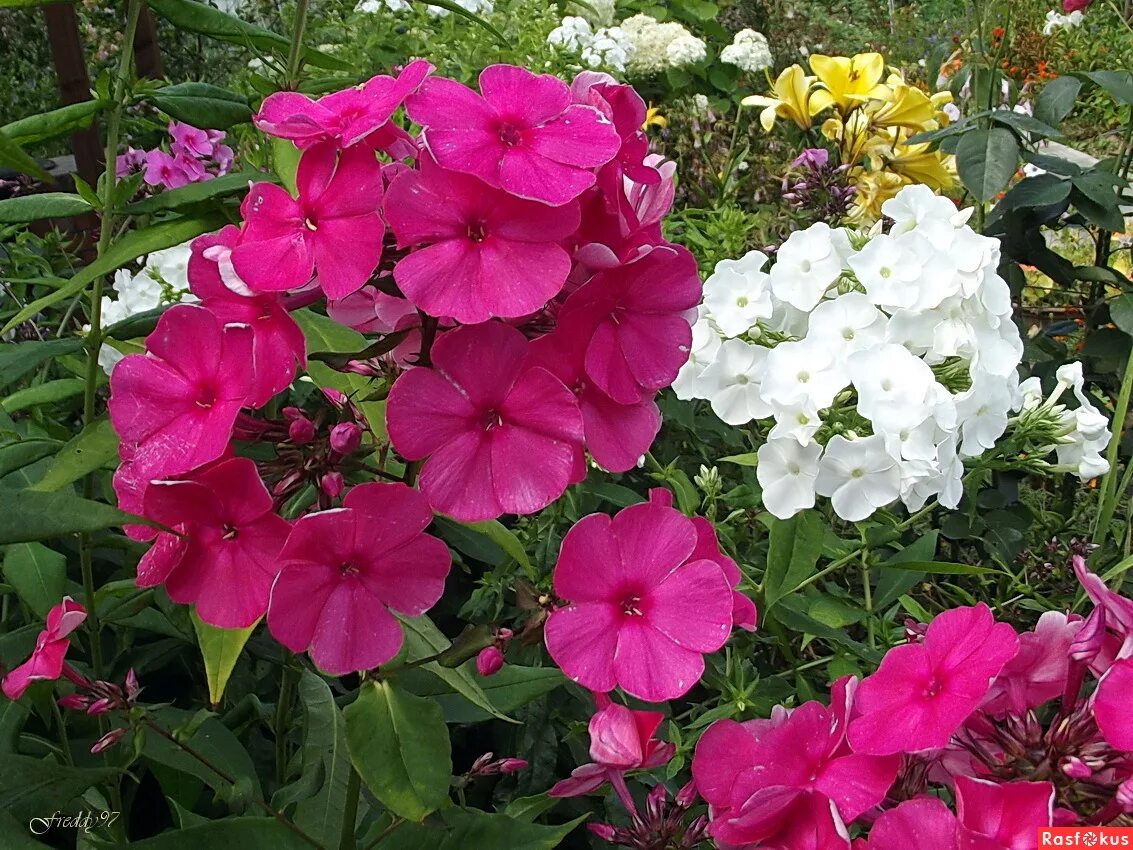 флокс флоре