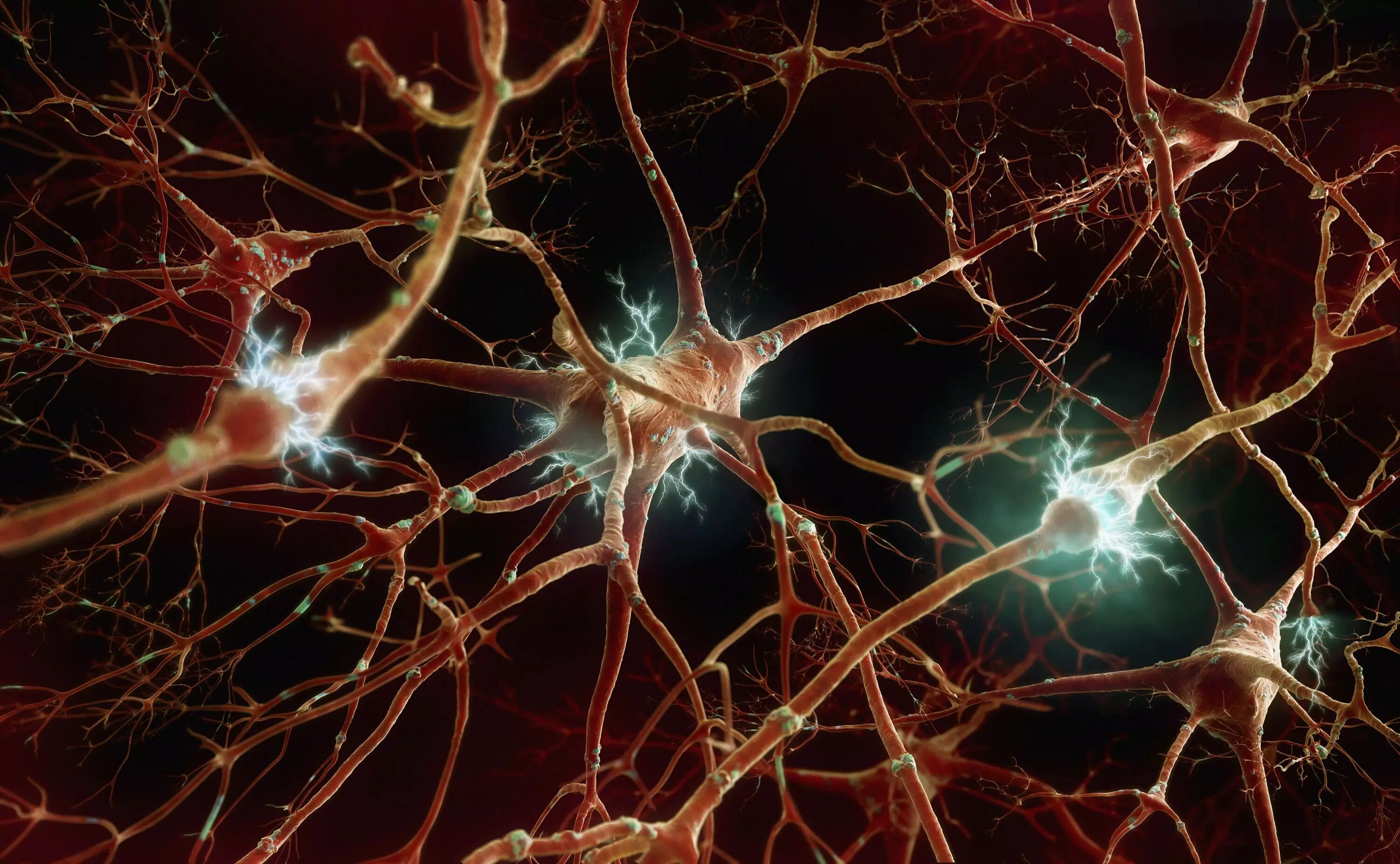 Nervous system brain
