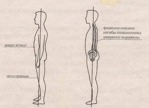 Изгиб позвоночника в сторону называется. Изгибы позвоночника. Правильный изгиб спины. Идеальный изгиб позвоночника. Физиологические изгибы.