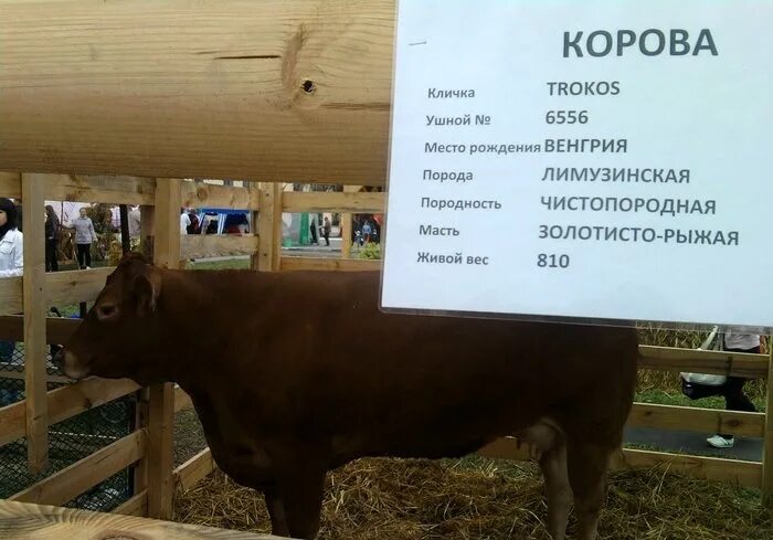Красивые клички коров