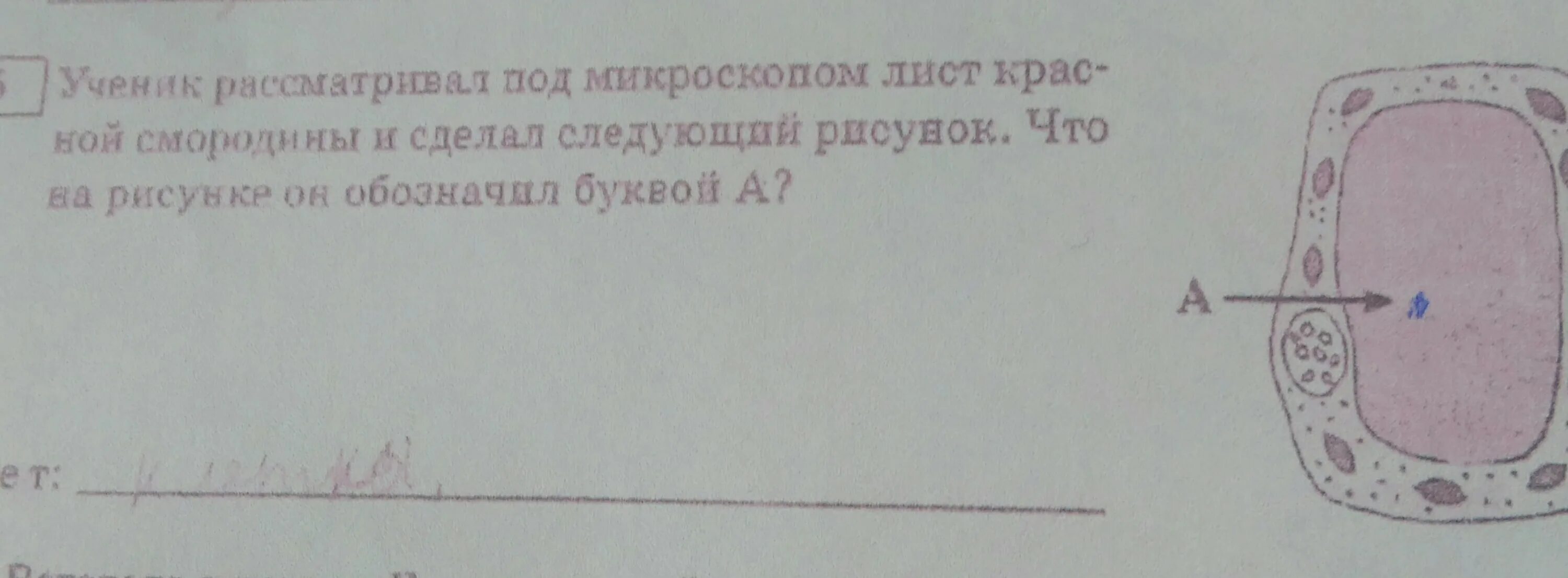 Клетка листа смородины. Срез листа смородины. Ученик рассматривал под микроскопом лист оливы. Ученик рассматривал под микроскопом лист смородины.