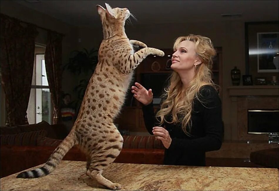 Самая большая домашняя кошка порода. Сервал Ашера. Мейн кун Ашера. Саванна Ашера. Саванна кошка.