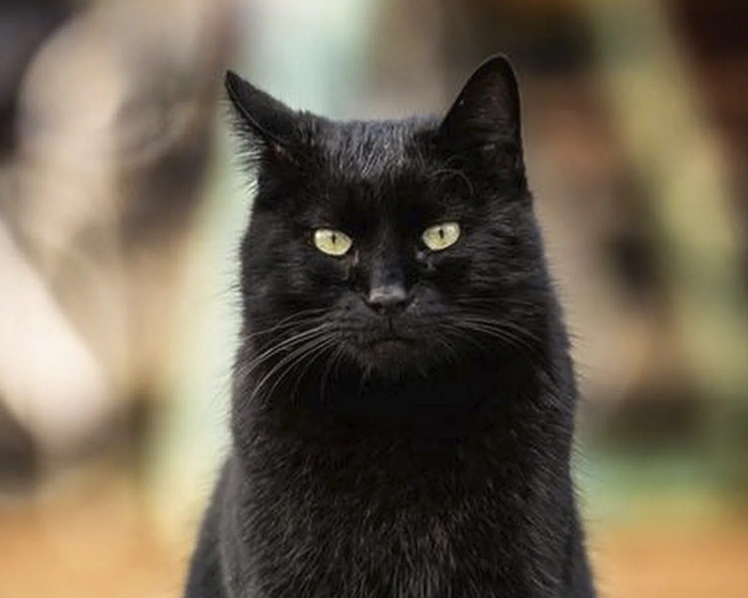 Бомбейская кошка. Бомбейская черная кошка. Порода кошек Бомбейская кошка. Чёрная кошка порода Бомбейская.