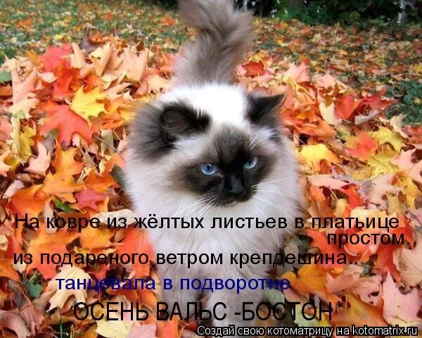 ковер из желтых листьев стихи. на ковре из желтых листьев в платьице. на ковре из желтых листьев в платьице простом. на ковре из желтых листьев слова. на ковре из желтых листьев.