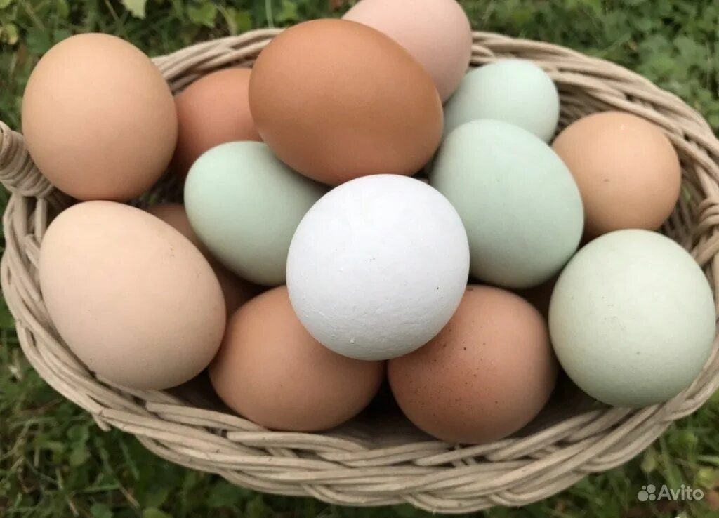 Купить 4 яйца. Яйцо Легбар инкубационное. Яйцо куриное. Домашние яйца. Домашние куриные яйца.