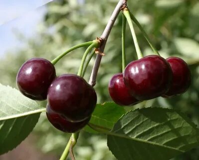 Сорт вишни с неокрашенным соком 7 букв