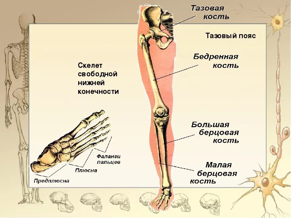 Нижняя конечность ноги. Скелет нижней конечности человека 8 класс биология. Строение скелета нижней конечности человека. Скелет нижних конечностей человека анатомия. Строение скелета пояса нижних конечностей.