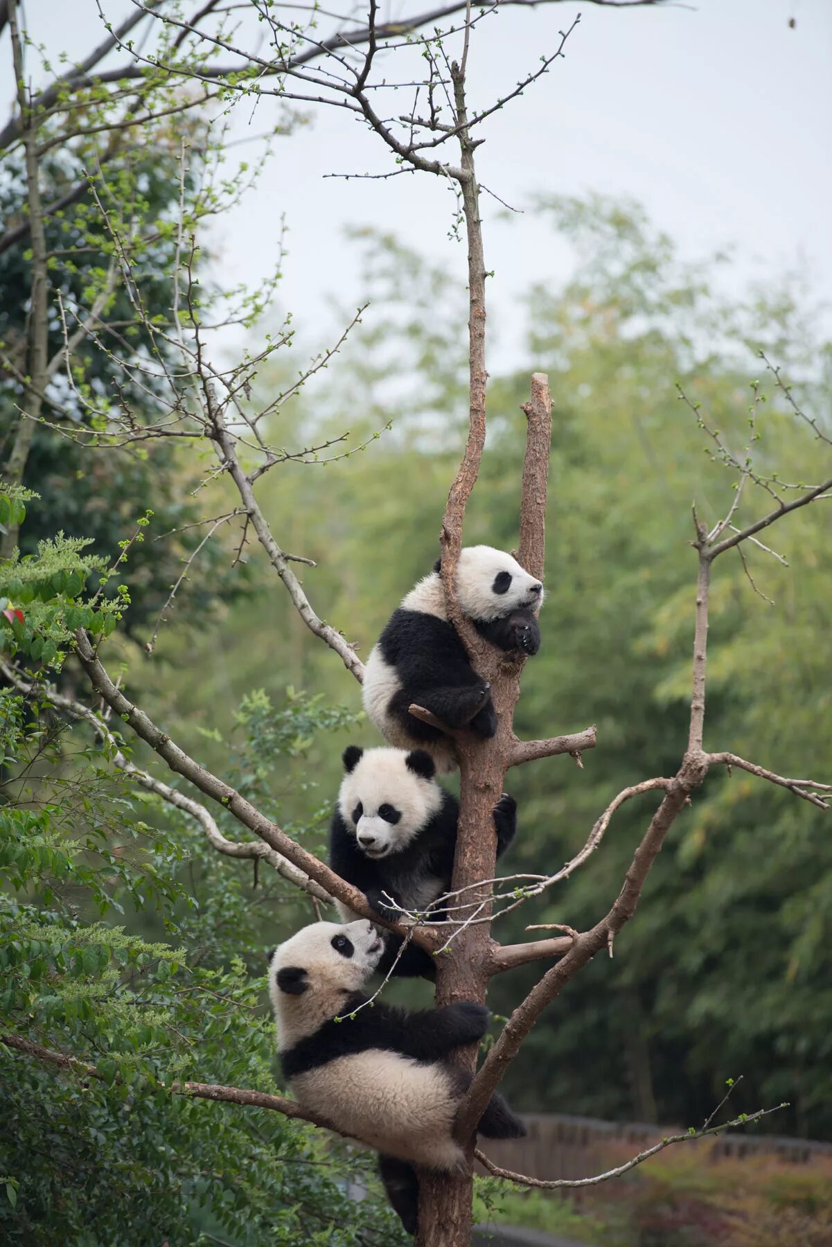 Pandas 3.0