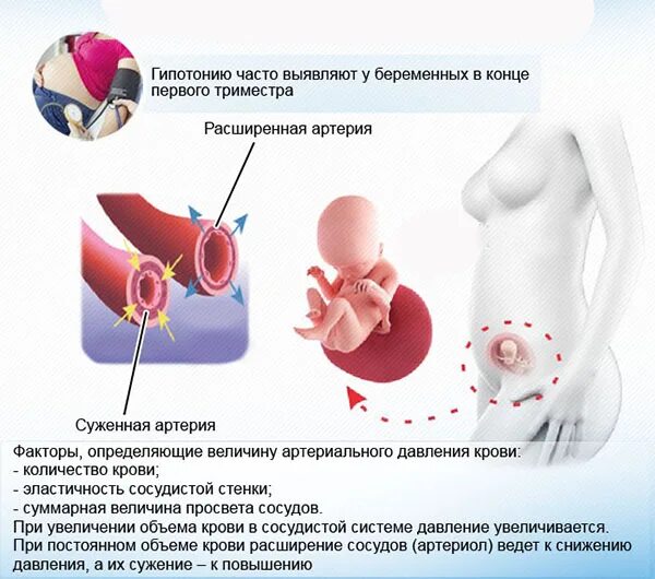 Давление в третьем триместре. Норма ад у беременных в 1 триместре. Низкое давление при беременности. Давденки при беременности. Давление у женщин беременных.