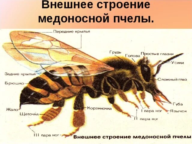 Строение пчелы медоносной. Внешнее строение медоносной пчелы. Строение пчелы зобик. Пчела строение тела.