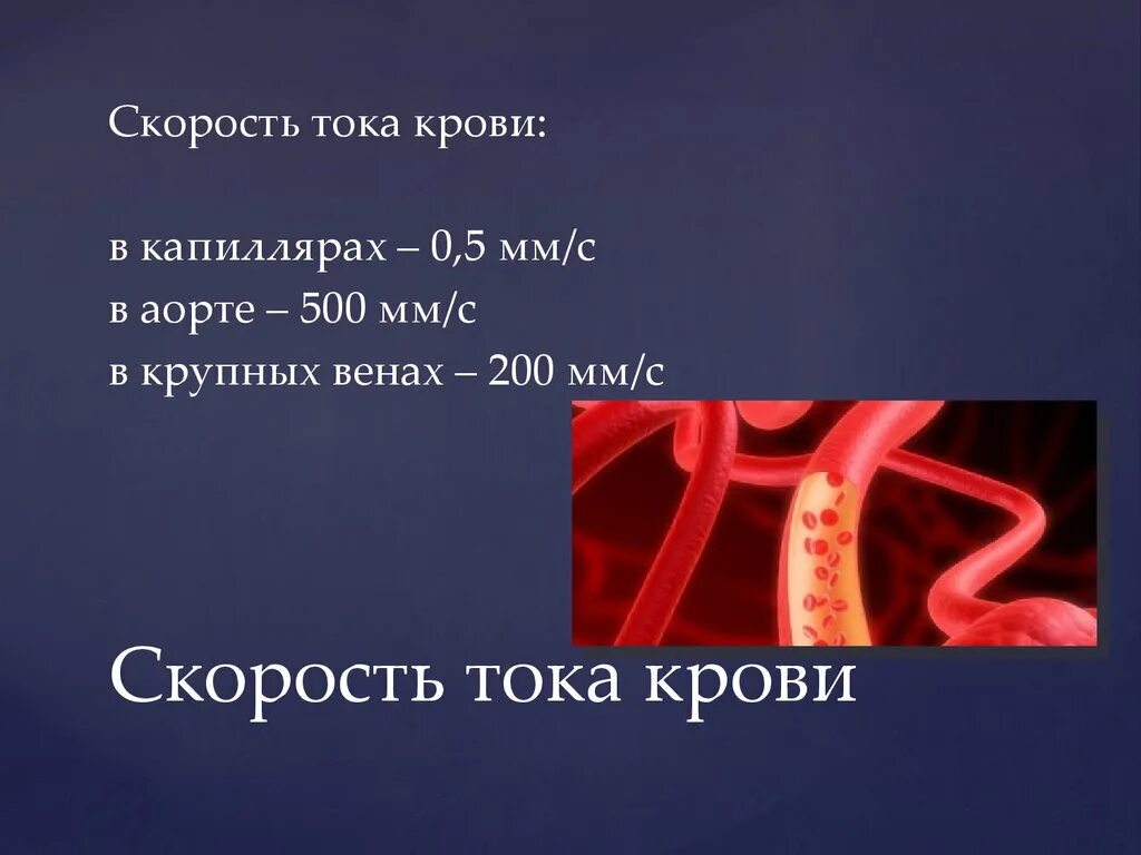 Движение крови биология 8 класс. Скорость тока крови 8 класс биология. Скорость тока крови в венах. Скорость тока крови в капиллярах. Скорость в артериях капиллярах венах.