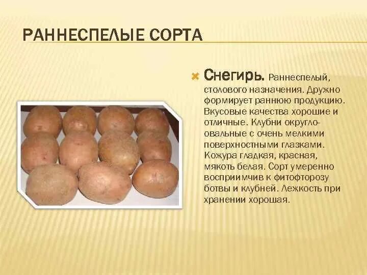 Картошка сорт Гала характеристика. Коломбо сорт картофеля характеристика. Сорт картофеля Снегирь характеристика. Картофель ранний Коломбо. Картофель снегирь описание отзывы