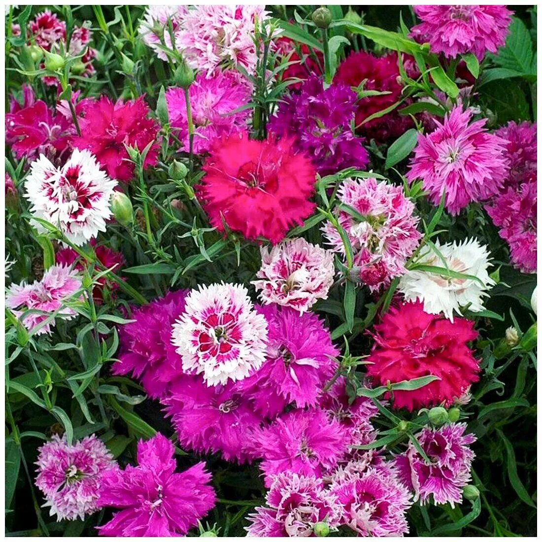 гвоздика перистая махровая