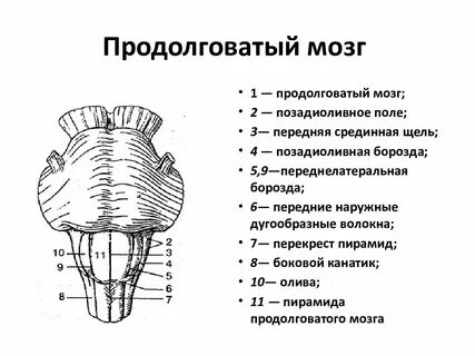 Продолговатый мост