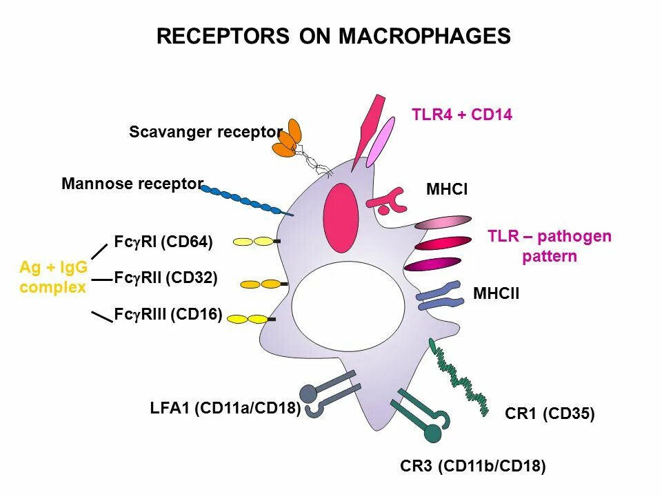 Макрофаги 4. Рецепторы макрофагов иммунология. Рецепторы на поверхности макрофагов. Рецептор макрофага схема. Рецепторы фагоцитов.