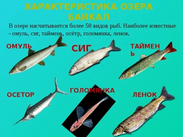 Какая рыба водится в озере. Рыба Байкала названия. Рыбы обитающие в Байкале. Название байкальских рыб. Рыбка водится в байкалн.