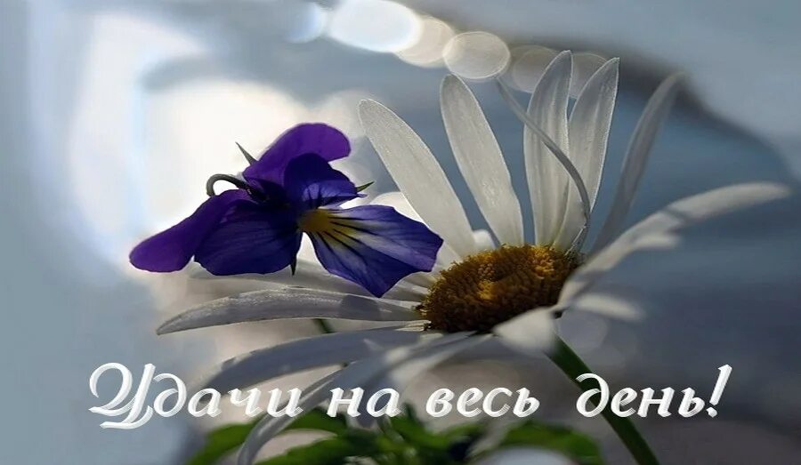 Мир позитива доброго дня. Удачного дня и позитива на весь день. позитивного настроения и удачного дня. хорошего позитивного дня. позитивного дня и хорошего настроения.