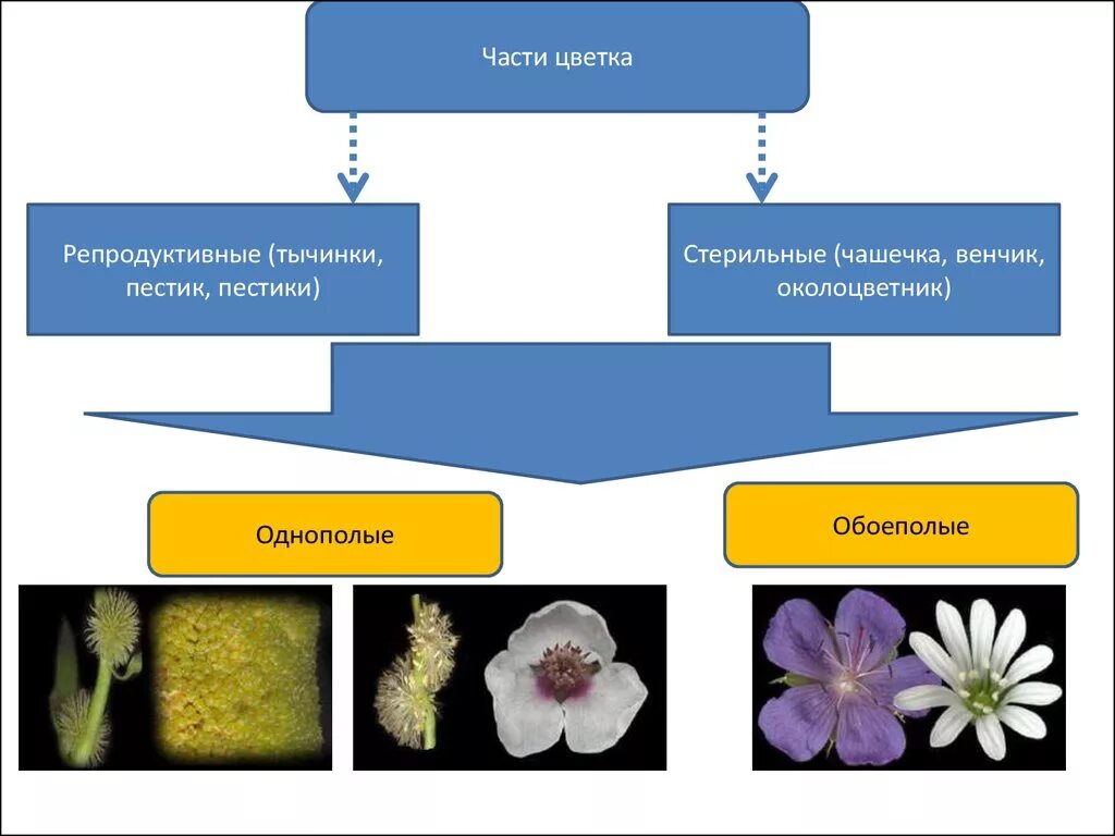 Фертильные части цветка. Стерильные цветки. Стерильные и фертильные цветки. Пестик и тычинка это репродуктивные части цветка.