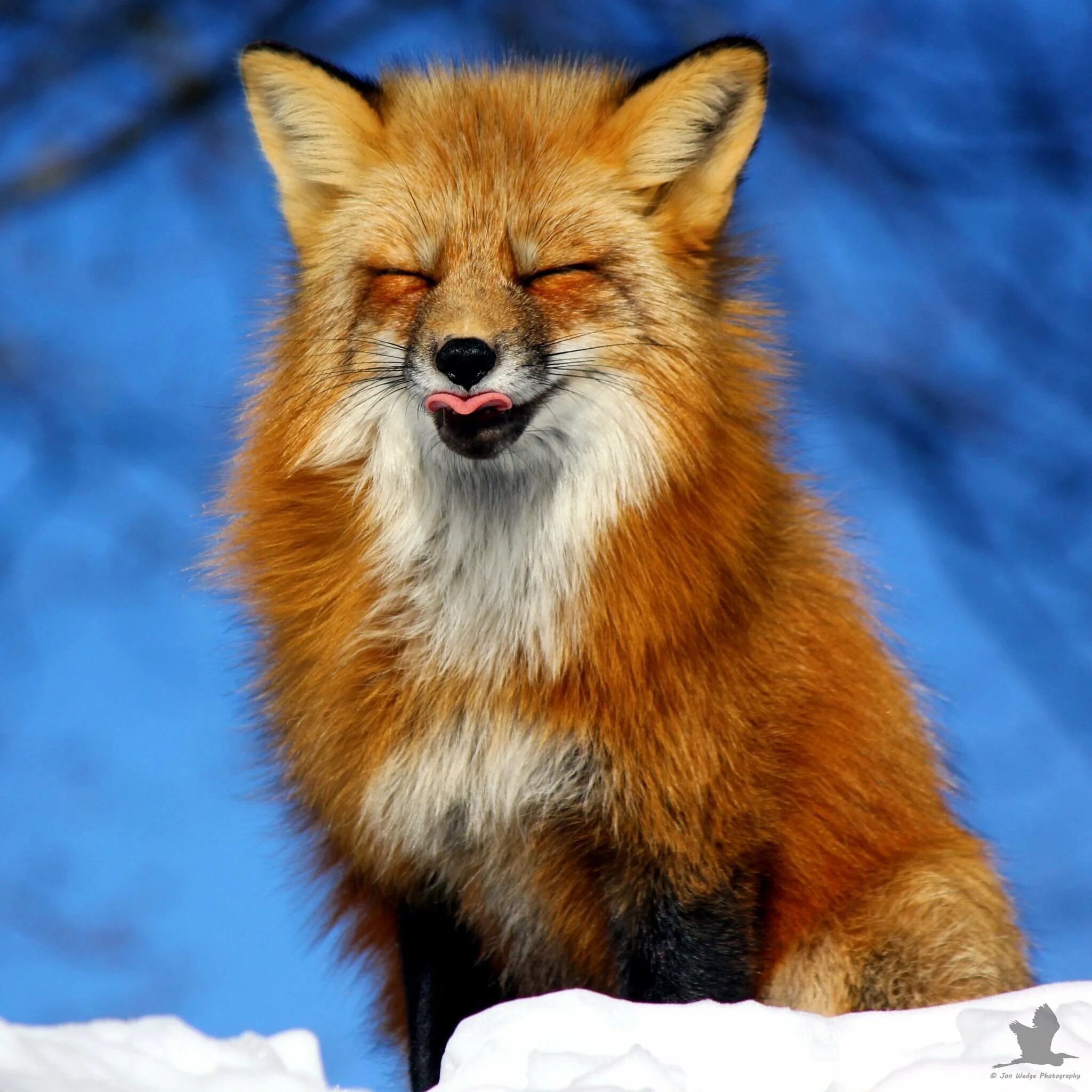Рыжая fox. Рыжая обыкновенная лисица. Огнёвка Вятская лиса. Лисик Фокс. Красивая лиса.