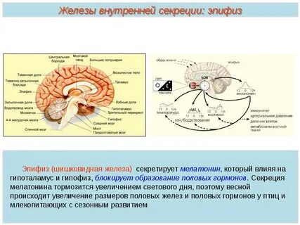 Железы внутренней секреции гипофиз и эпифиз