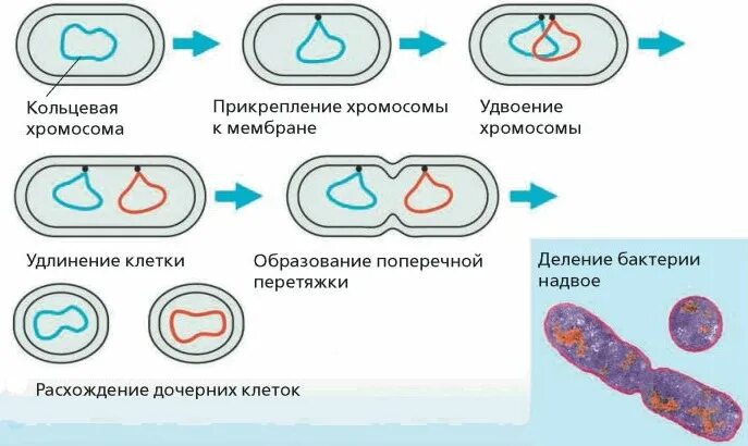 Кольцевая днк прокариот. Механизм бинарного деления бактериальной клетки. Этапы деления клеток прокариот. Деление прокариотической клетки механизм.