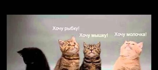 Хотим быть рыбками. Хочу управлять миром. Хочу рыбку. Котята хочу управлять миром. Хочу молочка хочу управлять миром.