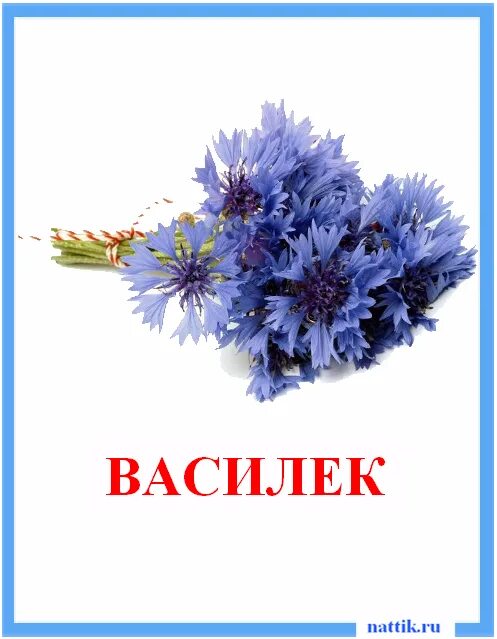 Имя василек. Василек карточка для детей. Цветы карточки для детей. Цветок Василек для детей. Карточки Домана цветы.