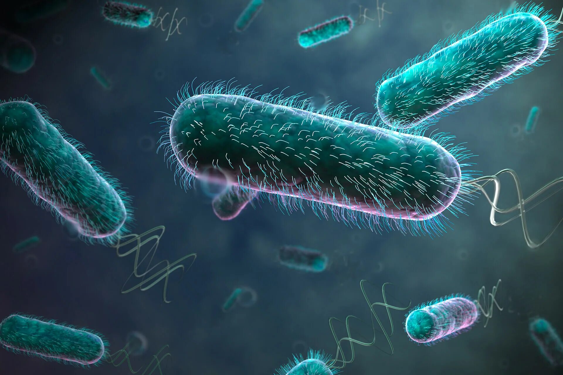 Плотоядная бактерия. Кишечная палочка Escherichia coli. Эшерихия кишечная палочка. Бактерия Escherichia coli. Бактерии эшерихия коли.