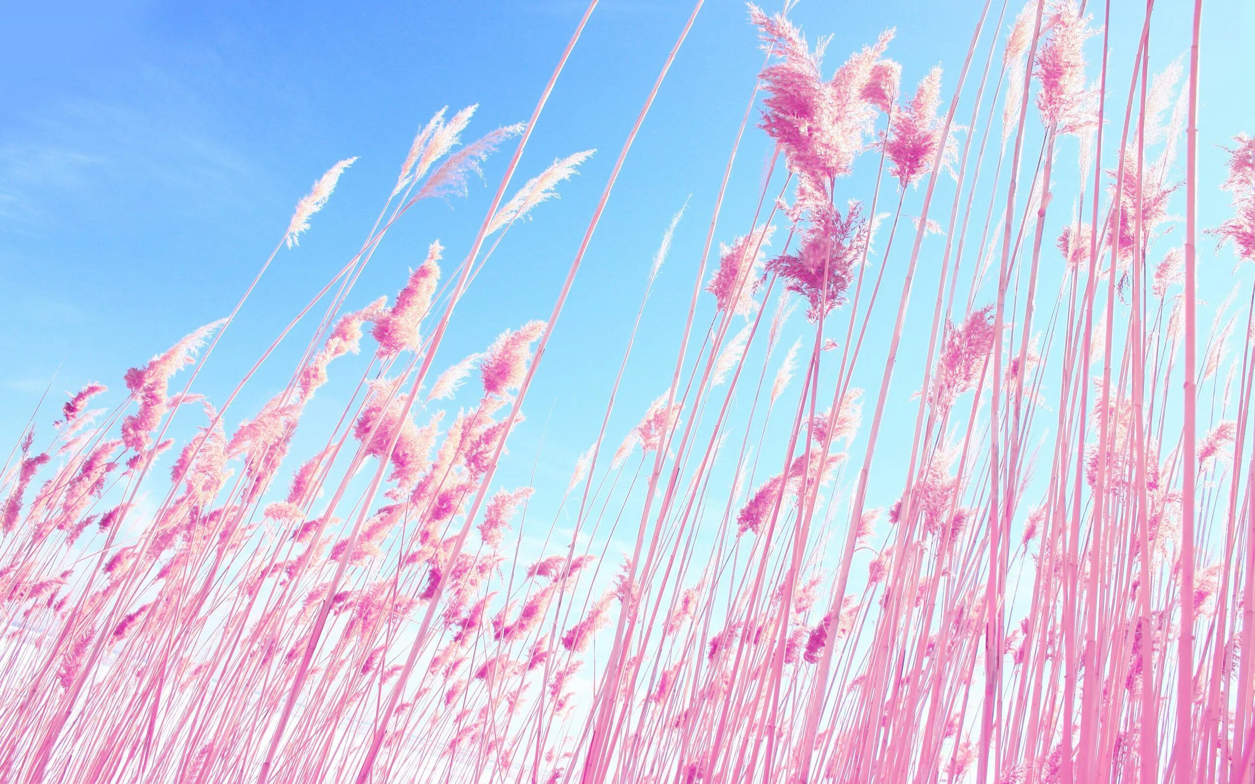 Pin on Ｆｏｎｓ/обои на телефон Aesthetic desktop wallpaper, Desktop wallpaper fall,