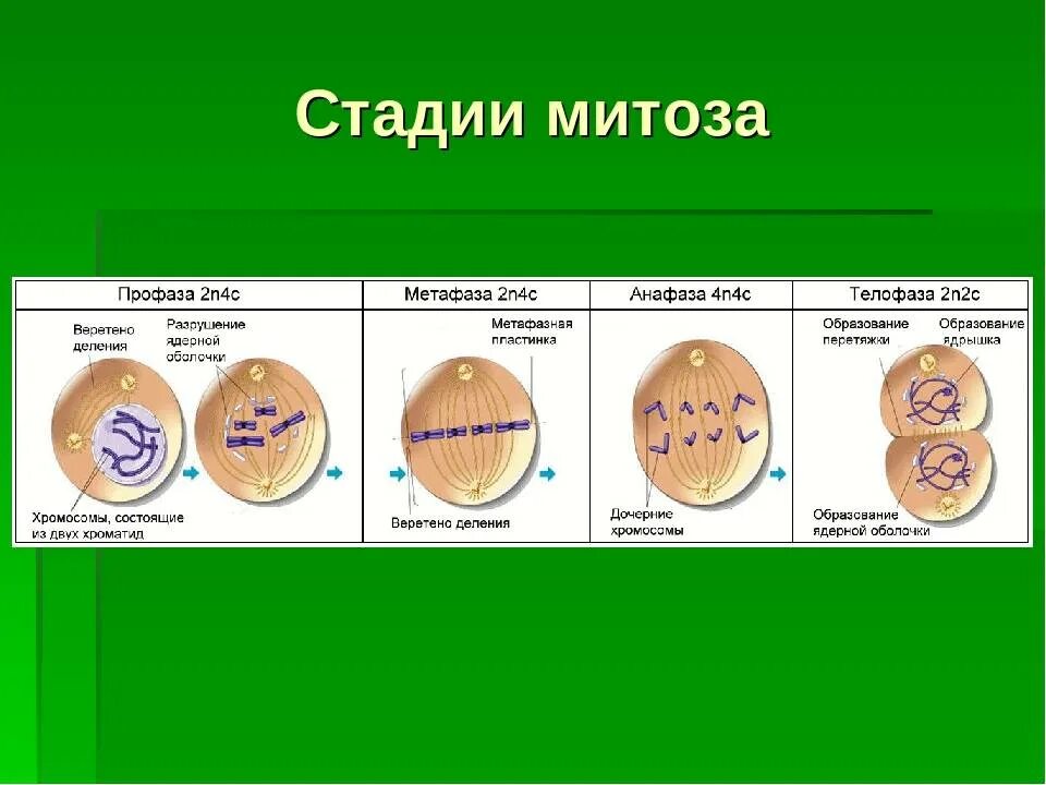 Многократное деление клетки. Митоз 9 класс биология. Этапы деления клетки митоз. Схема основных стадий митоза. Фазы деления клетки митоз таблица.