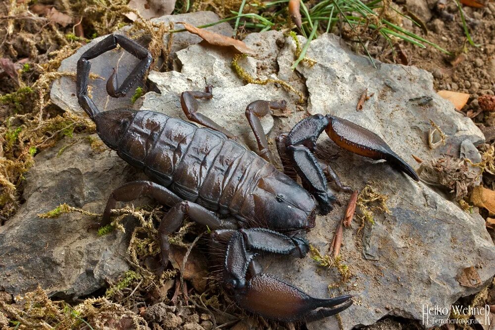 Скорпион Hadogenes. Скорпион Hadogenes Troglodytes. Каменный Африканский Скорпион. Плоскотелый каменный Скорпион.