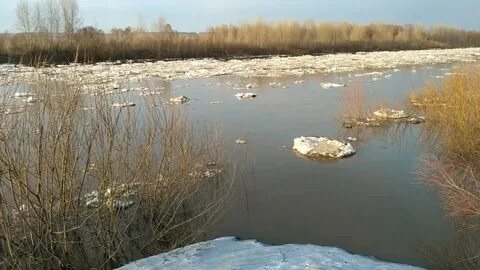 Уровень реки чумыш в заринске