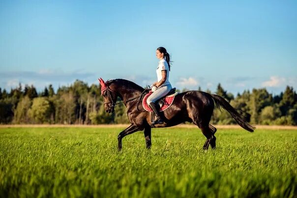 Реклама кск. Верховая езда на лошади СПБ. Конно-спортивный клуб Prime Horse. Катание на лошадях в Выборге.