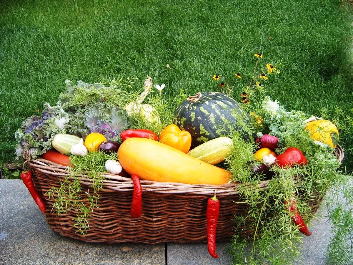 Овощи на огороде. Овощи и фрукты. Осенние овощи. Огород урожай. Огород урожай.