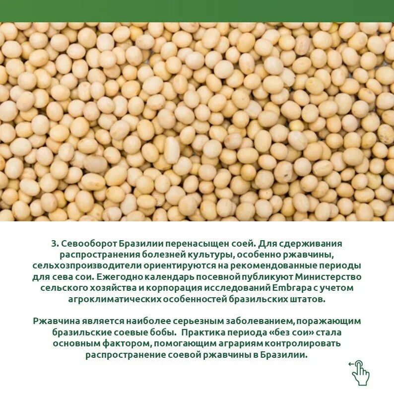 импорт сои. соя растение. соевые бобы. соевые бобы. соя для вегетарианцев.