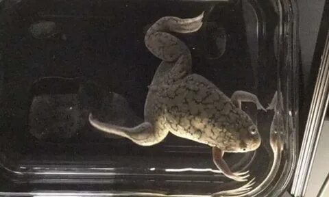 Лягушки ученые