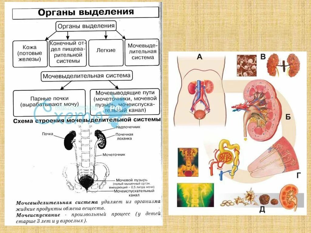 Выделительная система организма человека. Органы выделительной системы схема. Выделительная система схема. Выделительная система человека схема 8 класс.