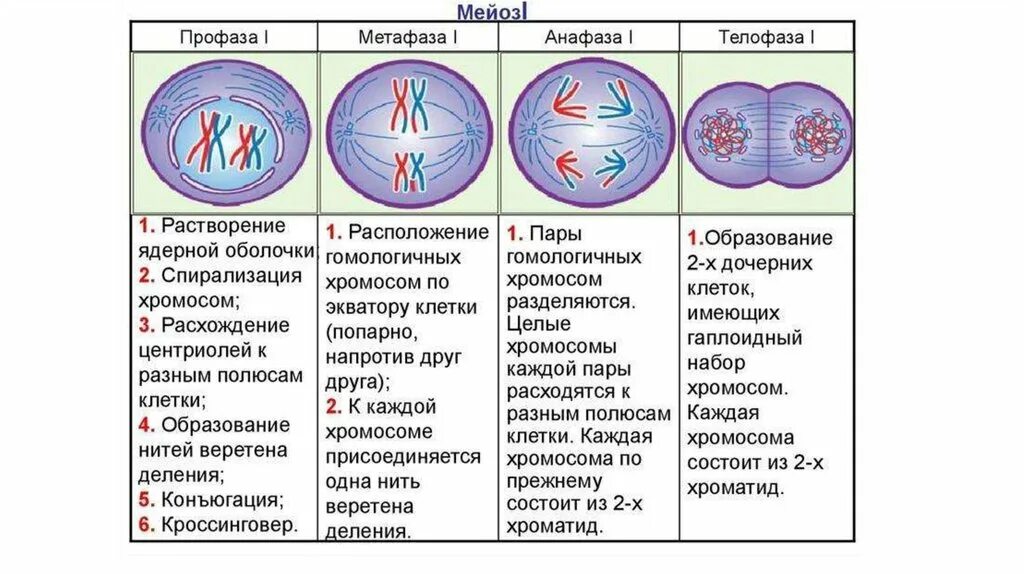 Процесс мейоза лежит в основе. Мейоз 1 фазы таблица. Стадии мейоза характеристика. Фазы мейоза таблица 1 деление 2 деление. Мейоз описание фаз.