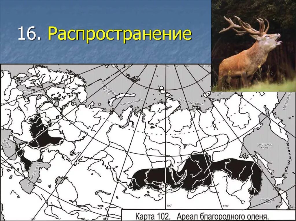 Распространение северного оленя